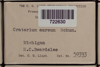 Craterium aureum image
